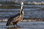 Brown Pelican - Sea of Cortez  Brown Pelican