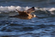 Willet - Sea of Cortez  Willet