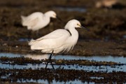 Snowy Egret - Sea of Cortez  Snowy Egret