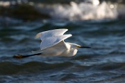 Snowy Egret - Sea of Cortez  Snowy Egret