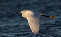 Snowy Egret - Sea of Cortez  Snowy Egret