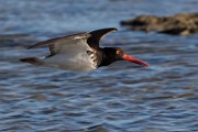 American oystercatcher - Sea of Cortez  American oystercatcher