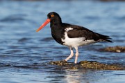 American oystercatcher - Sea of Cortez  American oystercatcher