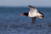 American oystercatcher - Sea of Cortez  American oystercatcher