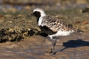 Black-Bellied Plover - Sea of Cortez  Black-Bellied Plover