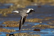 Black-Bellied Plover - Sea of Cortez  Black-Bellied Plover
