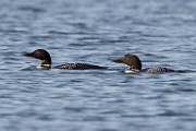 Common Loon - Sea of Cortez  Common Loon