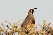 Gambel's Quail - Sea of Cortez  Gambel's Quail