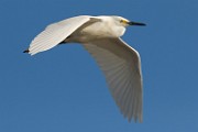 Snowy Egret - Sea of Cortez  Snowy Egret