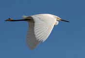 Snowy Egret - Sea of Cortez  Snowy Egret