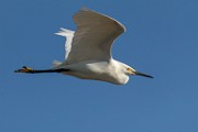 Snowy Egret - Sea of Cortez  Snowy Egret