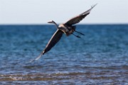 Blue Heron - Sea of Cortez  Blue Heron
