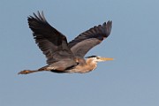 Blue Heron - Sea of Cortez  Blue Heron