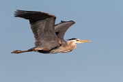 Blue Heron - Sea of Cortez  Blue Heron