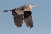 Blue Heron - Sea of Cortez  Blue Heron