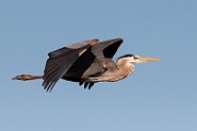 Blue Heron - Sea of Cortez  Blue Heron