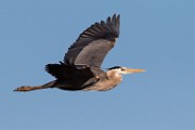 Blue Heron - Sea of Cortez  Blue Heron