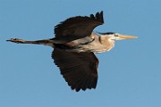 Blue Heron - Sea of Cortez  Blue Heron