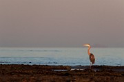 Blue Heron - Sea of Cortez  Blue Heron