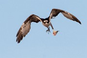Osprey - Sea of Cortez  Osprey