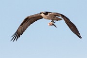 Osprey - Sea of Cortez  Osprey