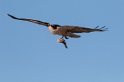 Osprey - Sea of Cortez  Osprey
