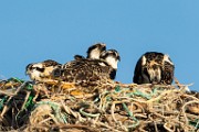 Osprey - Sea of Cortez  Osprey