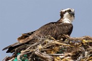 Osprey - Sea of Cortez  Osprey