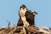 Osprey - Sea of Cortez  Osprey