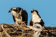 Osprey - Sea of Cortez  Osprey