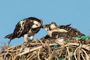 Osprey - Sea of Cortez  Osprey