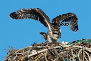 Osprey - Sea of Cortez  Osprey
