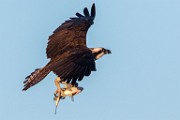 Osprey - Sea of Cortez  Osprey