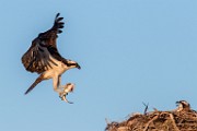 Osprey - Sea of Cortez  Osprey
