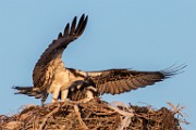 Osprey - Sea of Cortez  Osprey