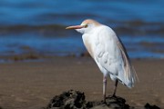 Cattle Egret - Sea of Cortez  Cattle Egret