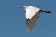 Cattle Egret - Sea of Cortez  Cattle Egret