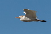 Cattle Egret - Sea of Cortez  Cattle Egret