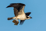 Osprey - Sea of Cortez  Osprey