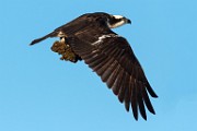 Osprey - Sea of Cortez  Osprey