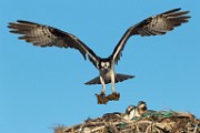 Osprey - Sea of Cortez  Osprey