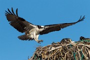 Osprey - Sea of Cortez  Osprey