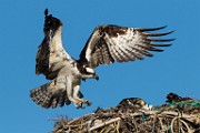 Osprey - Sea of Cortez  Osprey