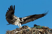 Osprey - Sea of Cortez  Osprey
