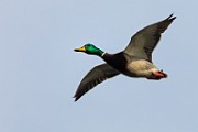 Canon 5DSR Test Shots - Mallard Duck