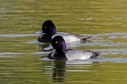 Canon 5DSR Test Shots - Lesser Scaup