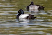 Canon 5DSR Test Shots - Lesser Scaup