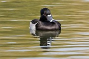 Canon 5DSR Test Shots - Lesser Scaup