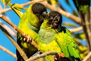 Canon 5DSR Test Shots - Naday Parakeet