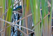 Canon 5DSR Test Shots - Green Heron